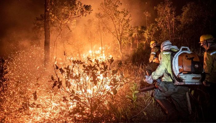  Manejo com fogo, contrafogo e queimada - entenda a diferença 